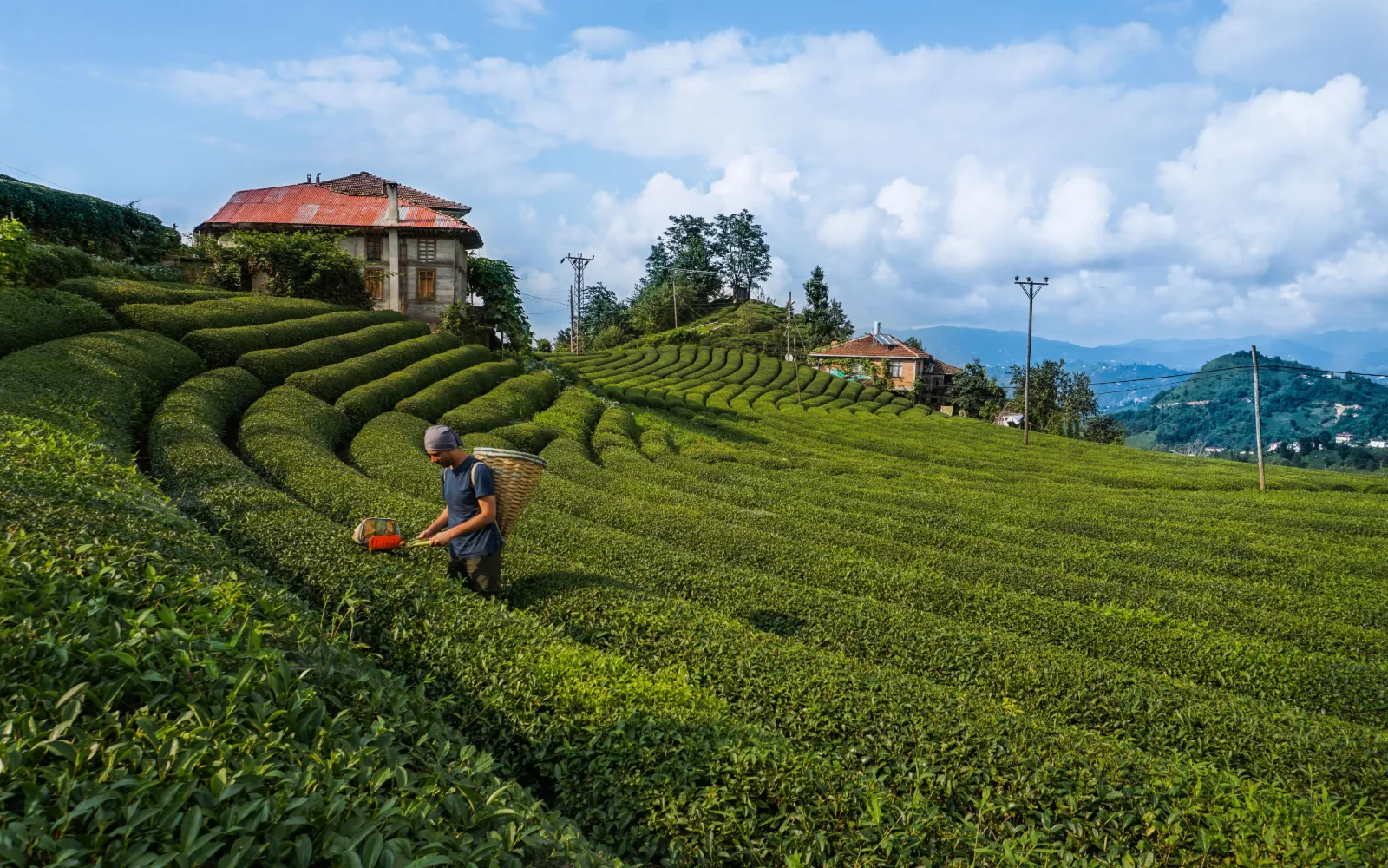 Rize Tea Plantations and Local Culture Tour — a popular private tour in Trabzon & Rize by Allway Tour